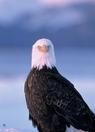 Bald Eagle, seen during many excursions.